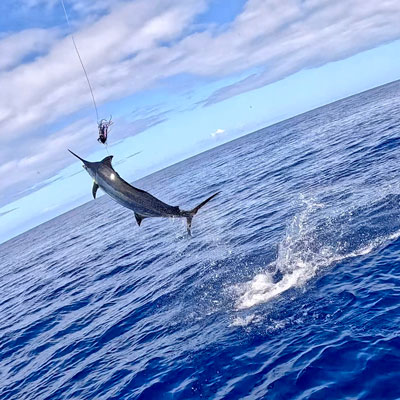 Big Blue Marlin jumping out of the water while being caught by an angler on High Flier in Kona, Hawaii 