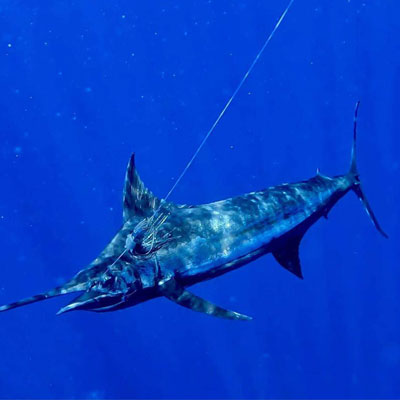 Blue marlin swimming underwater in the waters off the coast of Kona, Hawaii