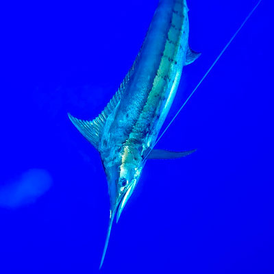 Blue marlin swimming underwater in the waters off the coast of Kona, Hawaii