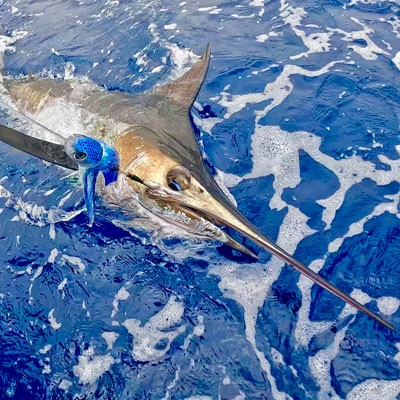 Blue Marlin next to the boat, caught be an angler on High Flier Sportfishing in Kona, Hawaii