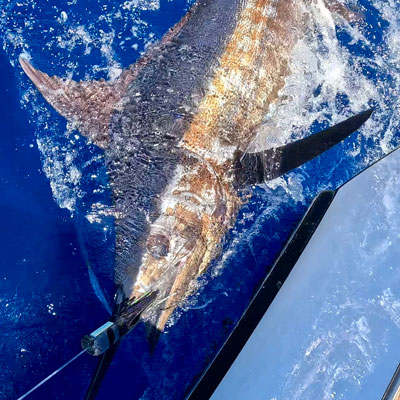 Blue Marlin next to the boat after being caught by angler on High Flier Sportfishing boat in Kona, Hawaii