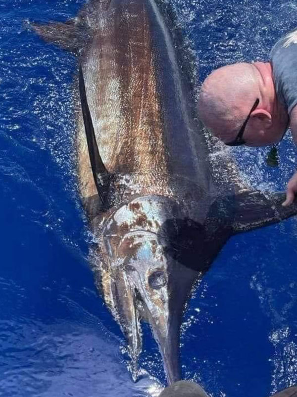 Huge Blue Marlin next to the boat after being caught by angler on High Flier Sportfishing boat in Kona, Hawaii