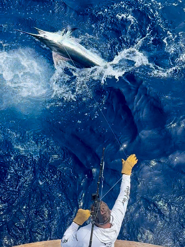 Blue Marlin jumping next to the boat while crew have leader on High Flier Sportfishing boat in Kona, Hawaii